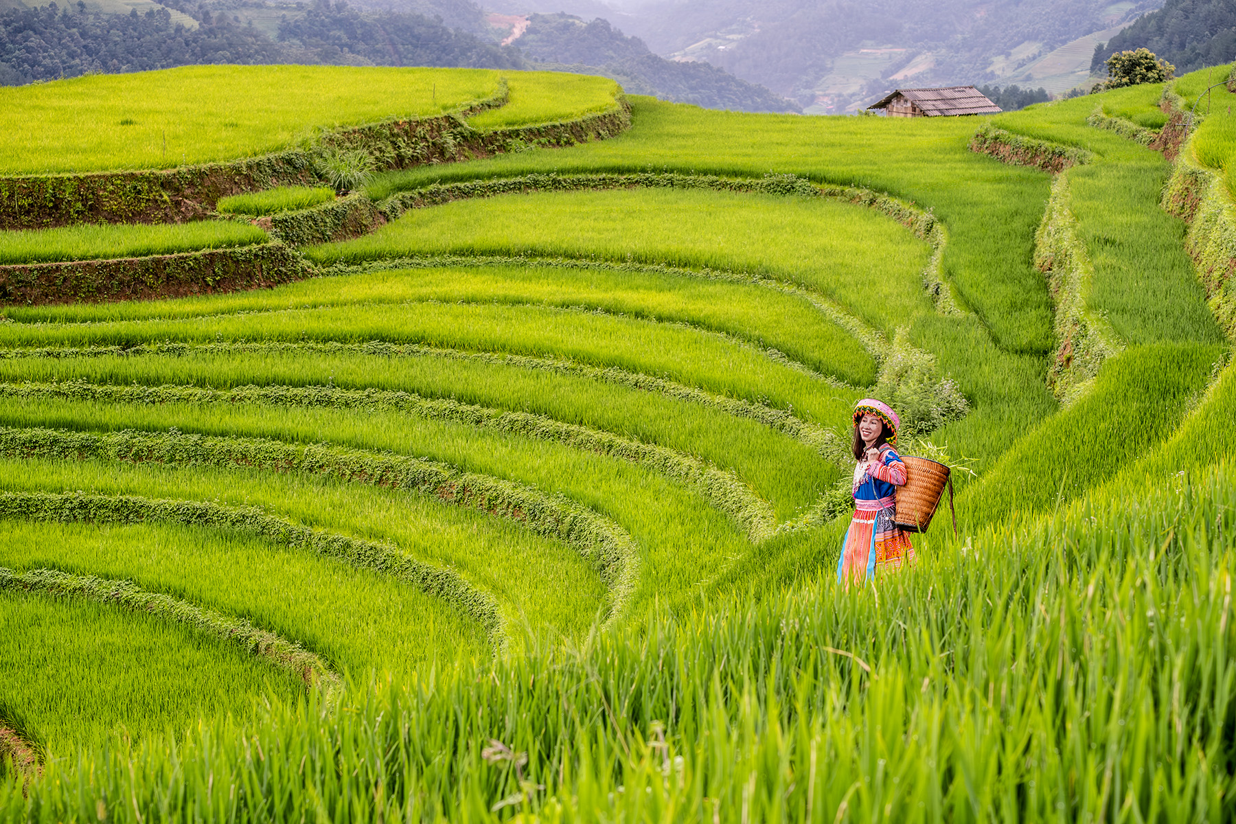 The rice terraces of Vietnam